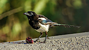 Eurasian Magpie Pica Pica Photograph by Sapiens Verbum
