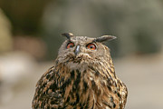 Eurasian Owl Photograph by Ronnie And Frances Howard