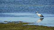 Eurasian Spoonbill Cadiz Bay Natural Park Salinas Dolores Spain Photograph by Sapiens Verbum Eurasian Spoonbill Cadiz Bay Natural Park Salinas Dolores Spain Photograph by Sapiens Verbum