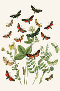 European Butterflies & Moths  (Plate 23) Painting by W.F. Kirby