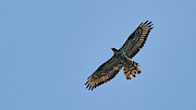 European Honey-buzzard Pernis apivorus Photograph by Sapiens Verbum