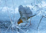 European Robin (erithacus Rubecula). Photograph by Allan Wallberg