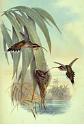 Eurynome Hermit By Gould Painting by Academy Of Natural Sciences