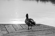 Evening Duck In Black and White Photograph by Scott Lyons Evening Duck In Black and White Photograph by Scott Lyons