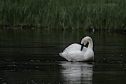 Evening Swim Photograph by Ronnie And Frances Howard
