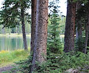 Evergreen Forest Photograph by Tammie J Jordan