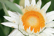 Everlasting Flower Photograph by Science Photo Library