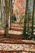 Fall Aspen Tree Hike by OLena Art Photograph by Lena Owens Fall Aspen Tree Hike by OLena Art Photograph by Lena Owens