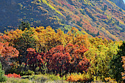 Fall Colors along Avalanche Creek Road Photograph by Ray Mathis