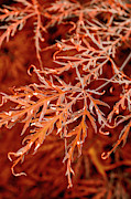 Fall Ferns Photograph by Denise Harty Fall Ferns Photograph by Denise Harty