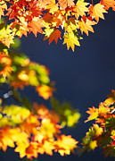 Fall Leaves Photograph by Ooyoo