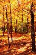Fall On The Trail Photograph by Denise Harty