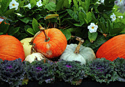 Fall Pumpkins Photograph by Terri Brewster