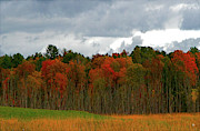 Fall Trees off Rte 23A Photograph by Tom Romeo