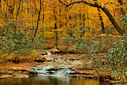 Fall Under The Foliage Photograph by Adam Jewell Fall Under The Foliage Photograph by Adam Jewell