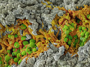 False-coloured Scanning Electron Micrograph Of A Cleaved Photograph by Alex Hyde / Naturepl.com