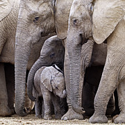 Family Photograph by Robert Pearce
