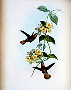 Fawn-tailed Barbed-throat (threnetes Painting by Academy Of Natural Sciences