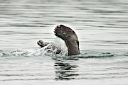 Feet Of A Diving Kamchatka Brown Bear Fishing For Salmon Photograph by Science Photo Library