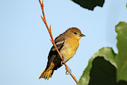 Female Baltimore Oriole Photograph by Brook Burling
