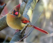 Female Cardinal Photograph by Linda Stern