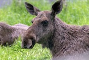 Female Elk Photograph by Science Photo Library