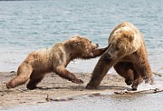 Female Kamchatka Brown Bear Attacking Another Bear Photograph by Science Photo Library