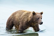 Female Kamchatka Brown Bear In Lake Kurilskoye Photograph by Science Photo Library