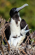 Female Magnificent Frigatebird With Chick In Nest. Isabel Photograph by Claudio Contreras / Naturepl.com Female Magnificent Frigatebird With Chick In Nest. Isabel Photograph by Claudio Contreras / Naturepl.com