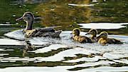 Female Mallard and Ducklings Swimming at Sunset Photograph by Sapiens Verbum Female Mallard and Ducklings Swimming at Sunset Photograph by Sapiens Verbum