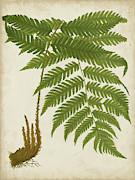 Fern Trio II Painting by Vision Studio