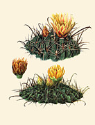 Ferocactus townsendianus Britton & Rose Painting by M.E. Eaton
