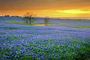 Field of Dreams Texas Sunset - Texas Bluebonnet wildflowers landscape flowers Photograph by Jon Holiday Field of Dreams Texas Sunset - Texas Bluebonnet wildflowers landscape flowers Photograph by Jon Holiday