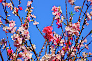 Pinks and Blues Photograph by Az Jackson