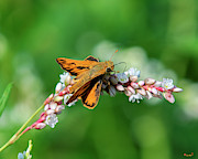 Fiery Skipper DIN0274 Photograph by Gerry Gantt Fiery Skipper DIN0274 Photograph by Gerry Gantt