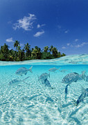Fishes In The Sea Photograph by Imagenavi