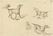 Five Studies Of A French Pointer Drawing by Richard Parkes Bonington