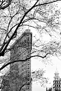 Flat Iron Through the Trees Photograph by Cate Franklyn