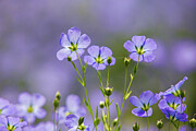 Flax Flowers Monmouthshire, Wales, Uk Photograph by Phil Savoie / Naturepl.com