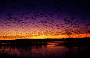 Flock Of Snow Geese (chen Caerulescens) Photograph by Barry Mansell
