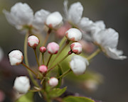 Flora 15 Photograph by Ryan Weddle