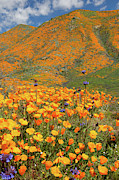 Flora 17 Photograph by Ryan Weddle