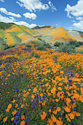 Flora 7 Photograph by Ryan Weddle