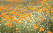 Flora  Photograph by Ryan Weddle