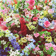Floral Explosion Photograph by Cassia Beck