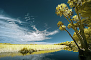 Florida State Park Photograph by Jon Glaser