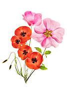 Flower Composition IIi Photograph by Azriel Yakubovitch