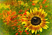 Flower Explosion Photograph by Jack Wilson Flower Explosion Photograph by Jack Wilson