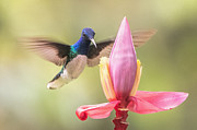 Flower Lover Photograph by Roelof De Hoog