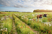 Norfolk flower meadow and two cows Photograph by Simon Bratt